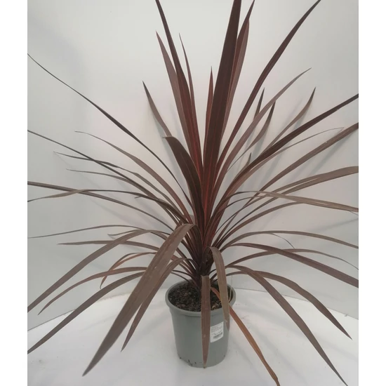 Bíbor bunkóliliom CORDYLINE AUSTRALIS RED STAR 30/40 K2