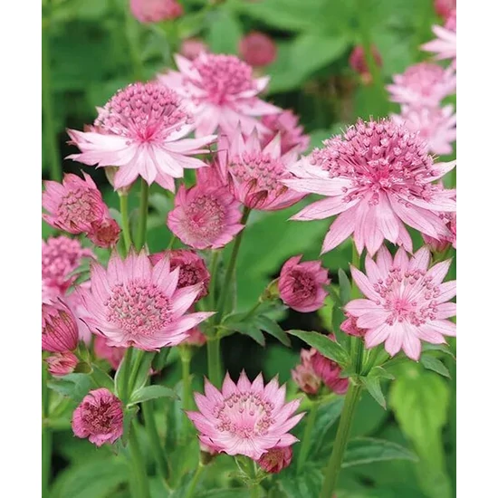 Völgycsillag ASTRANTIA FAJTÁK CS17