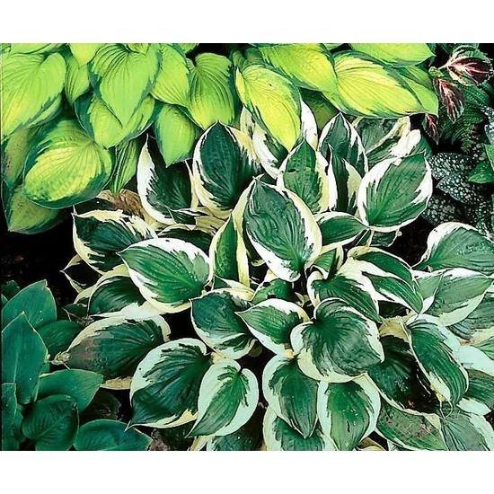 Árnyékliliom HOSTA FAJTÁK CS11