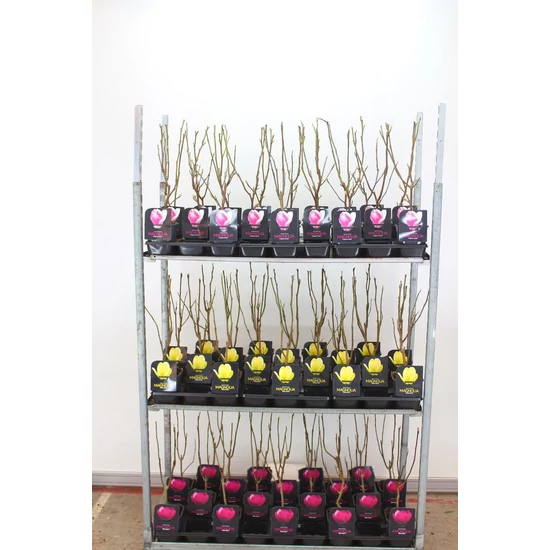 Liliomfa   MAGNOLIA FAJTÁK 30/40 K2