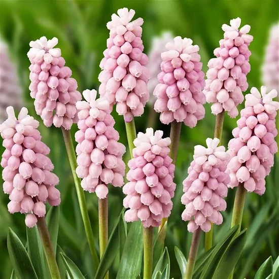 Fürtös gyöngyike MUSCARI PINK SUNRISE CS9