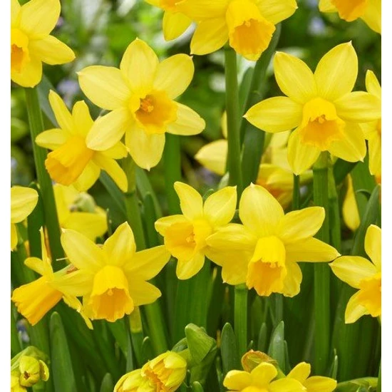 Nárcisz  NARCISSUS TETÉ BEUNCE CS27