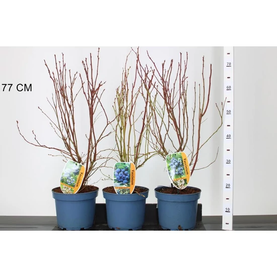 Áfonya VACCINIUM CORYMBOSUM 40/60 K4