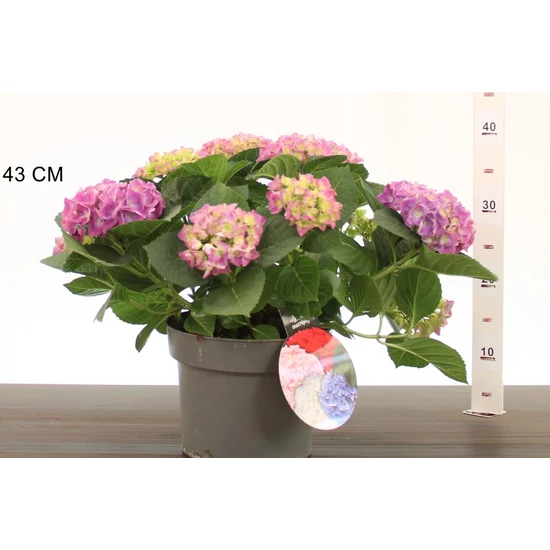 Kerti hortenzia   HYDRANGEA MACROPHYLLA JIP K4