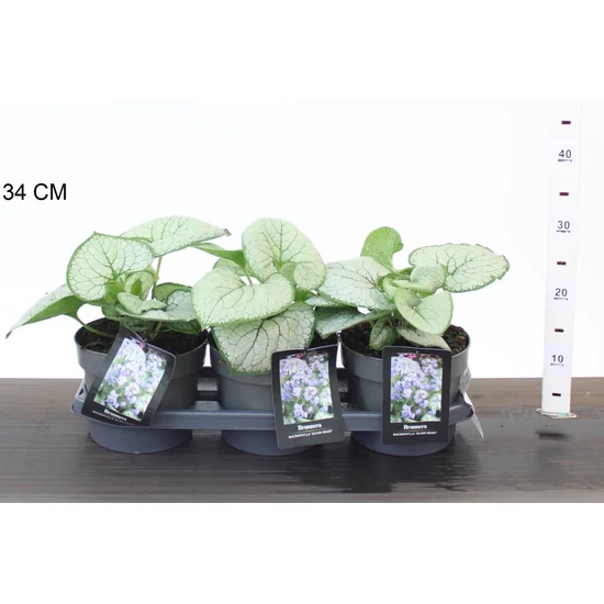 Kaukázusi nefelejcs BRUNNERA MACROPHYLLA SILVER HEART CS19