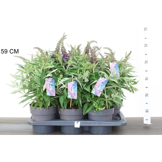 Nyári orgonaBUDDLEIA DAVIDII BUTTERFLY CANDY LITTLE 40/50 CS17