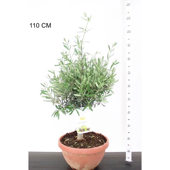 Olajfa OLEA EUROPAEA T35 K14