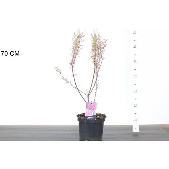 tamariska TAMARIX RAMOSISSIMA RUBRA K3