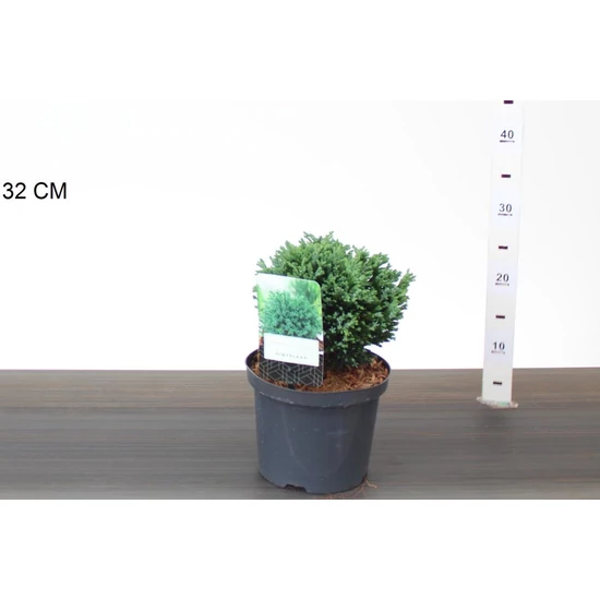 Oregoni álciprus  CHAMAECYPARIS LAWSONIANA RIMPELAAR 15/20 K2,5