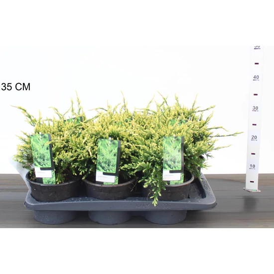Himalájai törpeboróka JUNIPERUS SQUAMATA HOLGER 20/25 K2