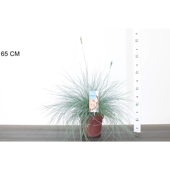 Fényperje FESTUCA GLAUCA INTENS BLUE 30/40 K2