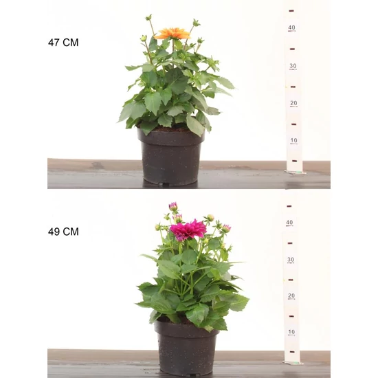 Egynyári dália DAHLIA FAJTÁK 30/35 CS19