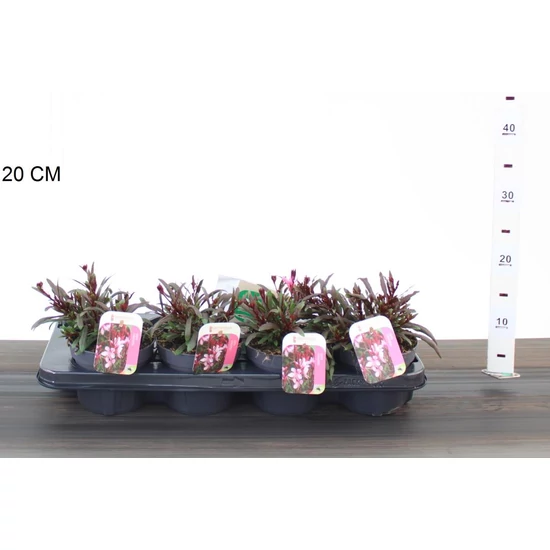 Évelő díszgyertya  GAURA LINDHEIMERI GAUDI ROSE CS13
