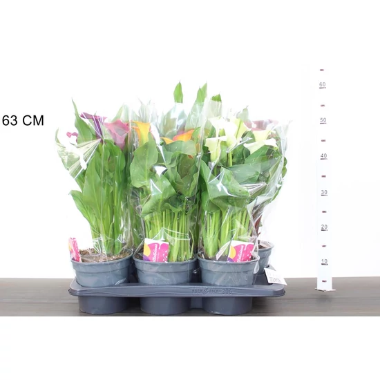 Kála ZANTEDESCHIA FAJTÁK CS17