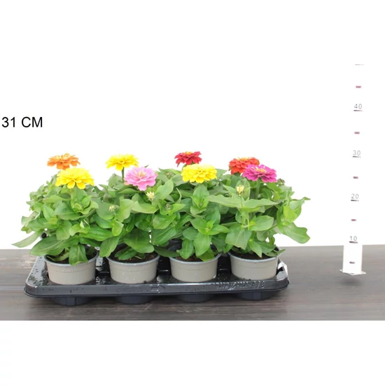 Zinnia ZINNIA 20/25 CS12