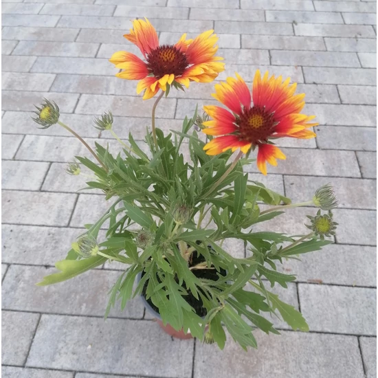 Kokárdavirág GAILLARDIA FAJTÁK CS14