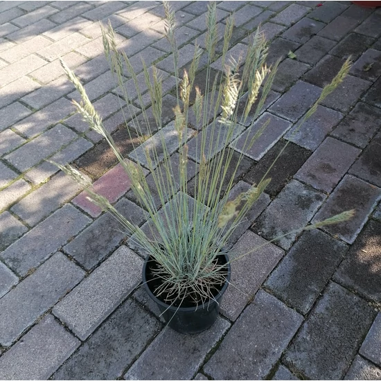 Fényperje FESTUCA GLAUCA INTENS BLUE CS15