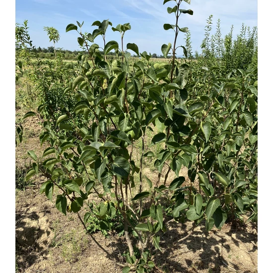Közönséges orgona SYRINGA VULGARIS CARPE DIEM 100/125*