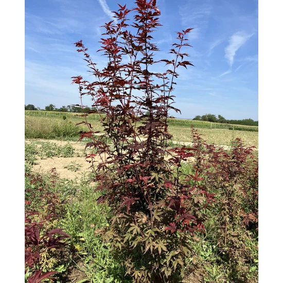 Japán juhar ACER PALMATUM ATROPURPUREUM 100/125*