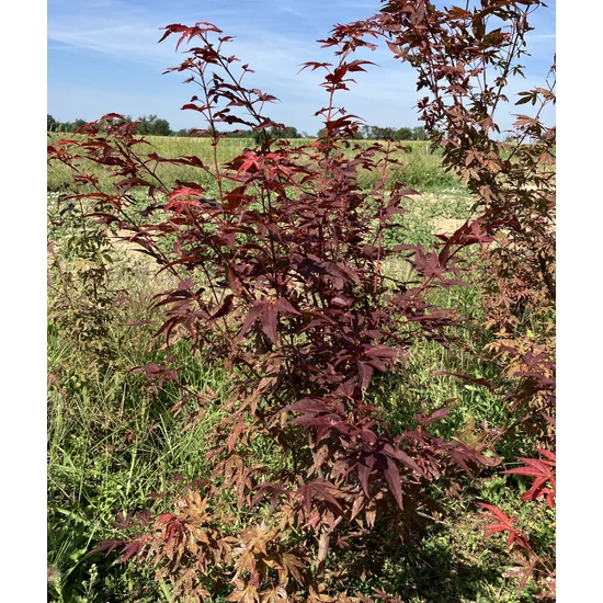 Japán juhar ACER PALMATUM ATROPURPUREUM 80/100*
