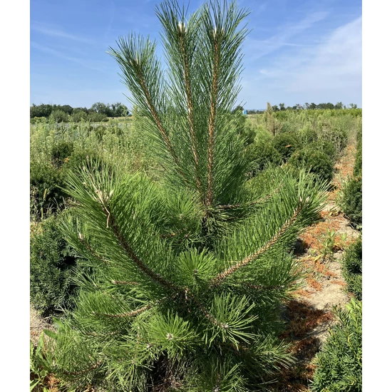 Osztrák feketefenyő PINUS NIGRA AUSTRIACA 100/125*