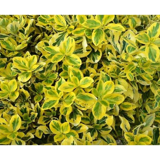 Repkény kecskerágó  EUONYMUS FORTUNEI EMERALD'N GOLD K1