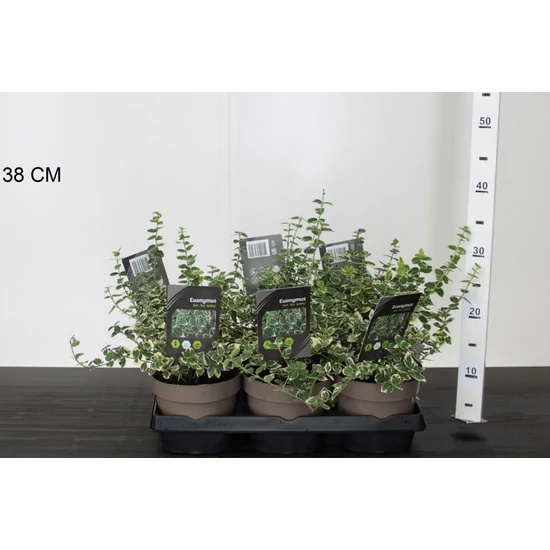 Repkény kecskerágó   EUONYMUS FORTUNEI EMERALD GAIETY K1