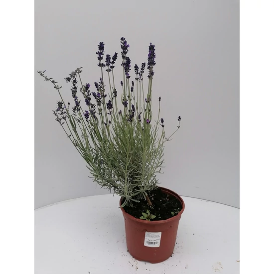 Levendula LAVANDULA ANGUSTIFOLIA HIDCOTE K1