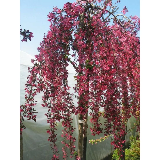 Díszalma    MALUS ROYAL BEAUTY TÖRZSES K6