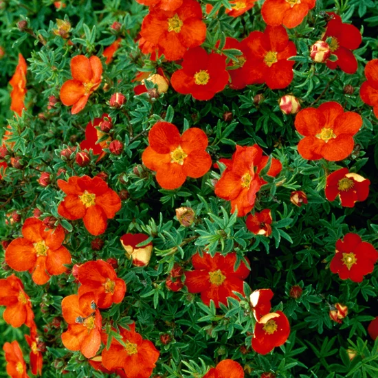 Cserjés pimpó POTENTILLA FRUTICOSA MARIAN RED ROBIN K2