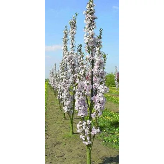 Oszlopos díszcseresznye   PRUNUS SERRULATA AMANOGAWA T140/160 K6