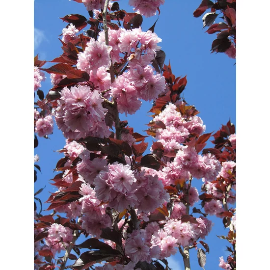Vöröslevelű díszcseresznye   PRUNUS SERRULATA ROYAL BURGUNDY T140/160 K6