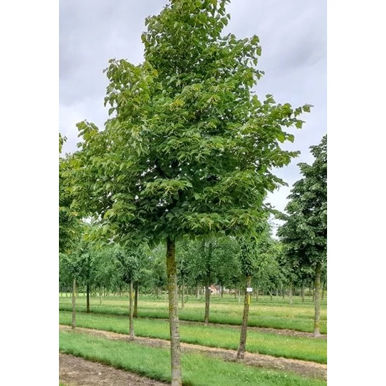 Nagylevelű hárs   TILIA PLATYPHYLLOS K6