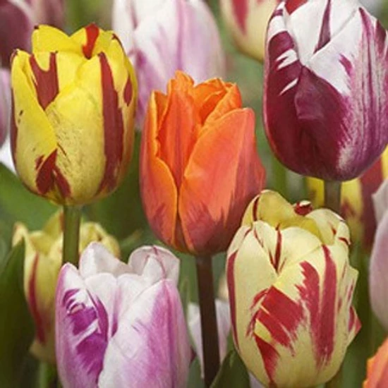 Virághagyma Tulipán