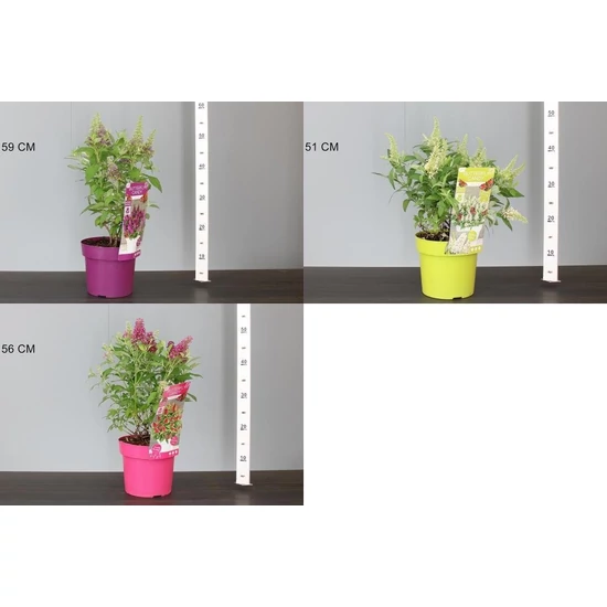 Nyári orgona BUDDLEIA DAVIDII BUTTERFLY CANDY 20/30 K3
