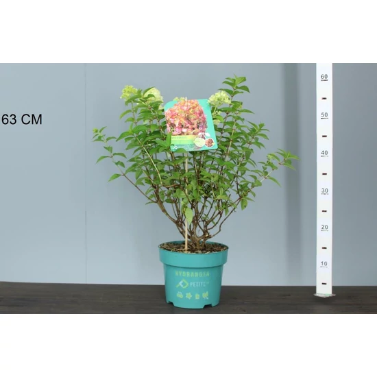 Bugás hortenzia   HYDRANGEA PANICULATA PETITE CHERRY 30/40 K3