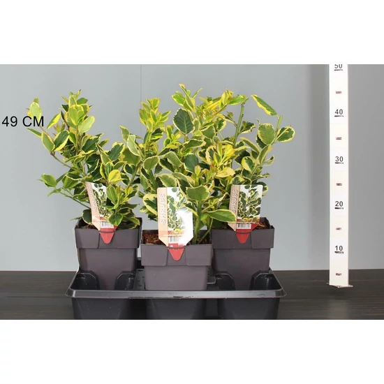 Nagylevelű magyal ILEX ALTACLERENSIS GOLDEN KING 30CM K2,5