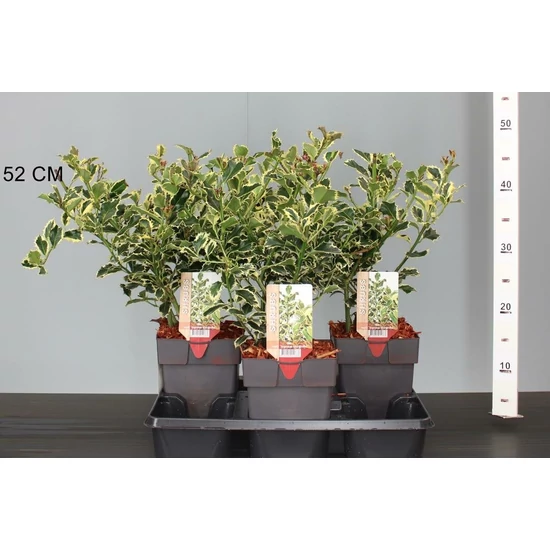 Nagylevelű magyal ILEX AQUIFOLIUM ARGENTEA MARGINATA 30CM K2,5