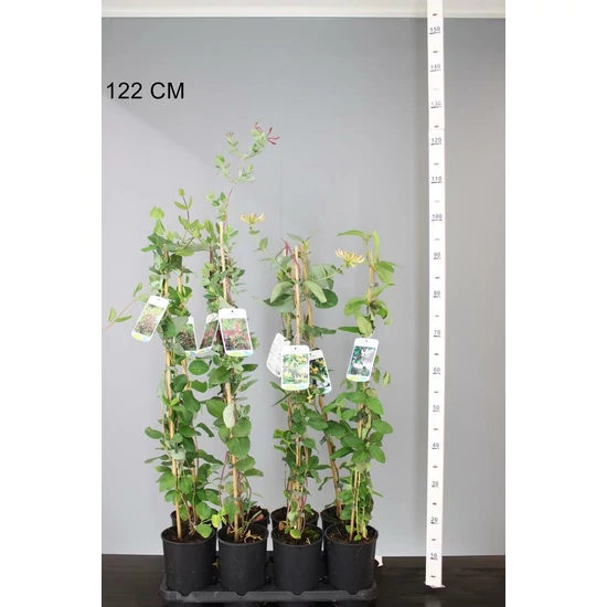 Kúszó lonc    LONICERA FAJTÁK 80CM K2