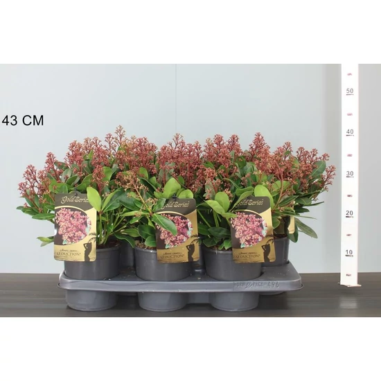 Japán dérbabér SKIMMIA JAPONICA SEDUCTION 20/30 CS15