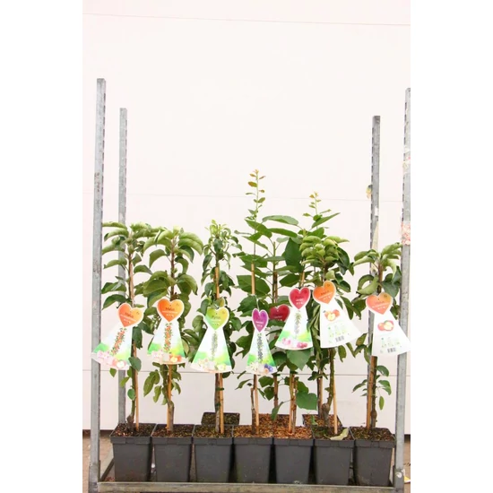 Bíbor kasvirág  ECHINACEA PURPUREA SOMPRERO SANGRITA 50CM CS17