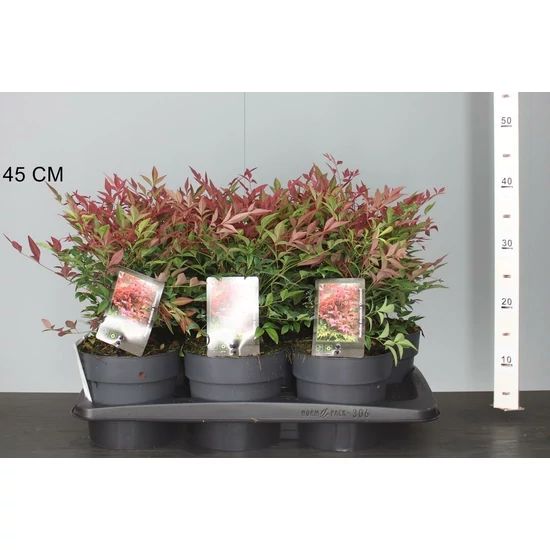 Japán szentfa   NANDINA DOMESTICA OBSESSED 40/50 K5