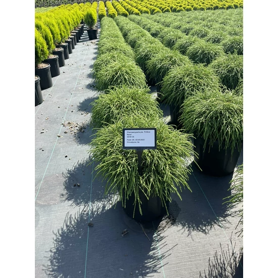 Szavára álciprus   CHAMAECYPARIS PISIFERA FILIFERA NANA 30/35 K8