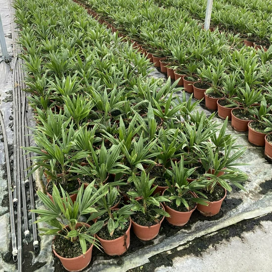 Kínai kenderpálma CHAMAEROPS EXCELSA K15