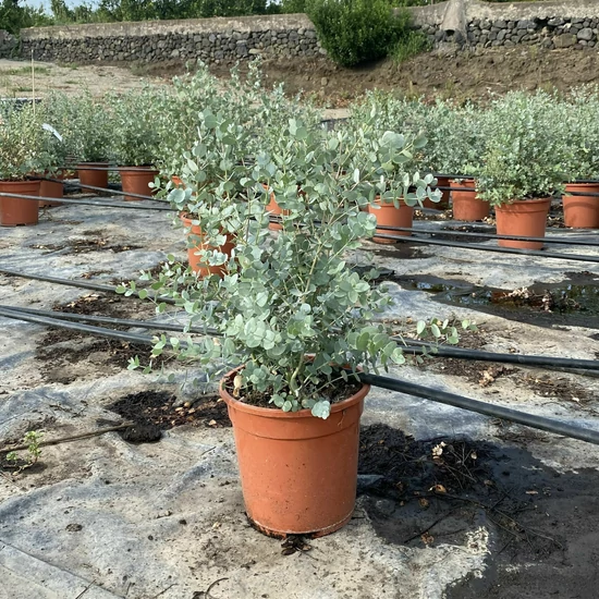 Havasi eukaliptusz EUCALYPTUS GUNNII 50/60 K4