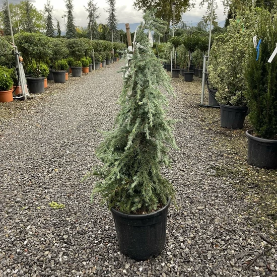 Kék terülő himalájai cédrus CEDRUS DEODARA FEELIN BLUE 100/+ K20