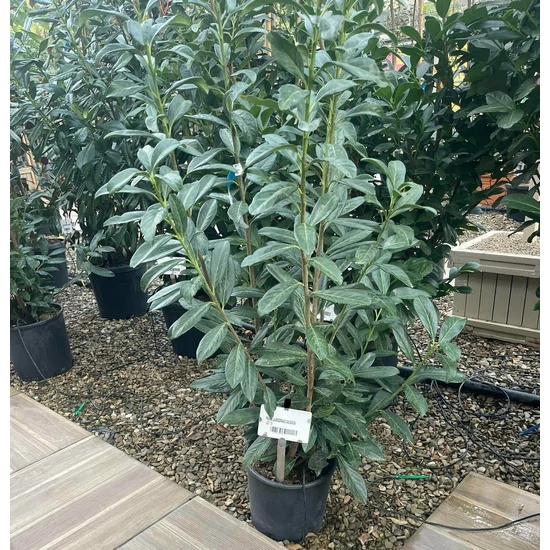 Kaukázusi babérmeggy  PRUNUS LAUROCERASUS CAUCASICA 80/100 K10