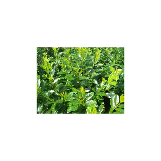 Oszlopos babérmeggy PRUNUS LAUROCERASUS GENOLIA 80/+ K10