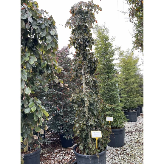 Csüngő vöröslevelű bükk  FAGUS SYLVATICA PURPUREA PENDULA 300/350 K90