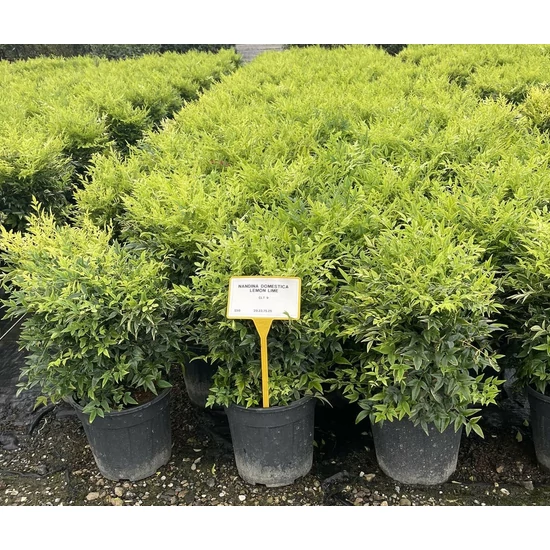 Japán szentfa   NANDINA DOMESTICA LEMON LIME K9